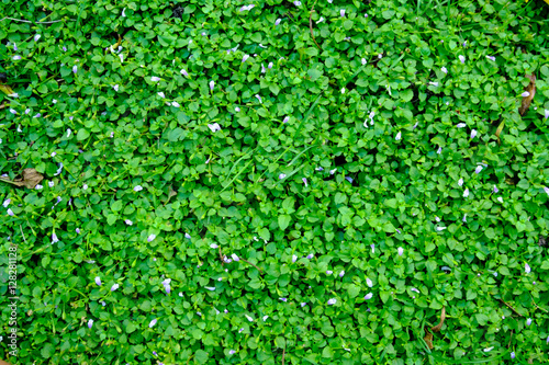 Green lawn background.