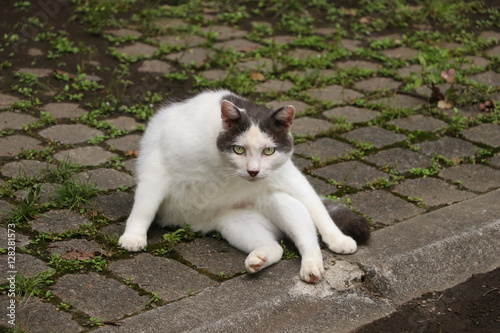 変な座り方の猫