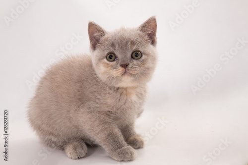 lop-eared scottish cat looking at camera. isolated on white background
