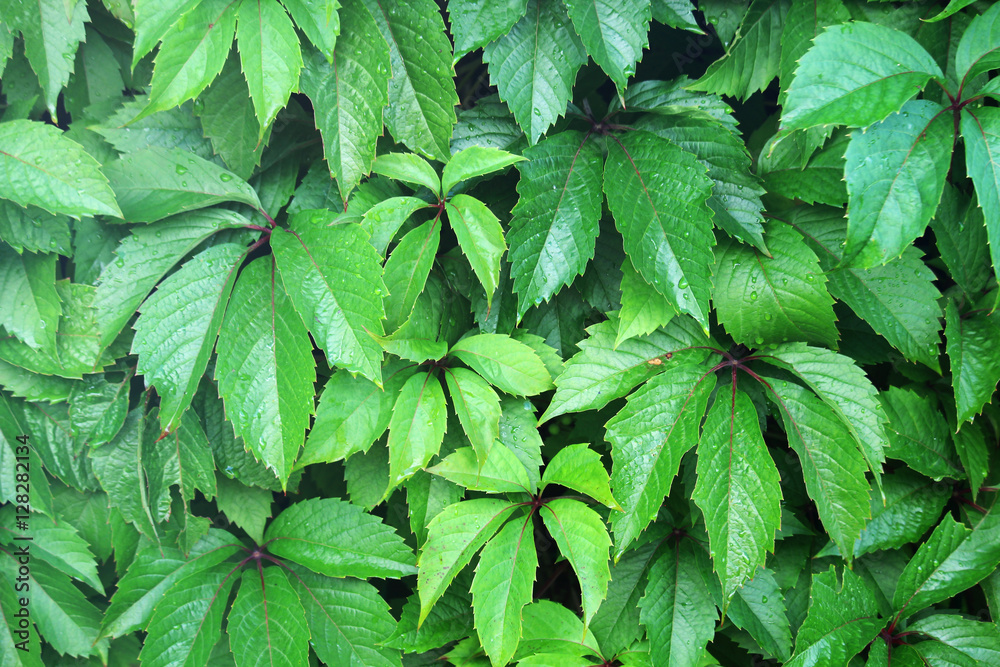A background from grape leaves A background from grape leaves