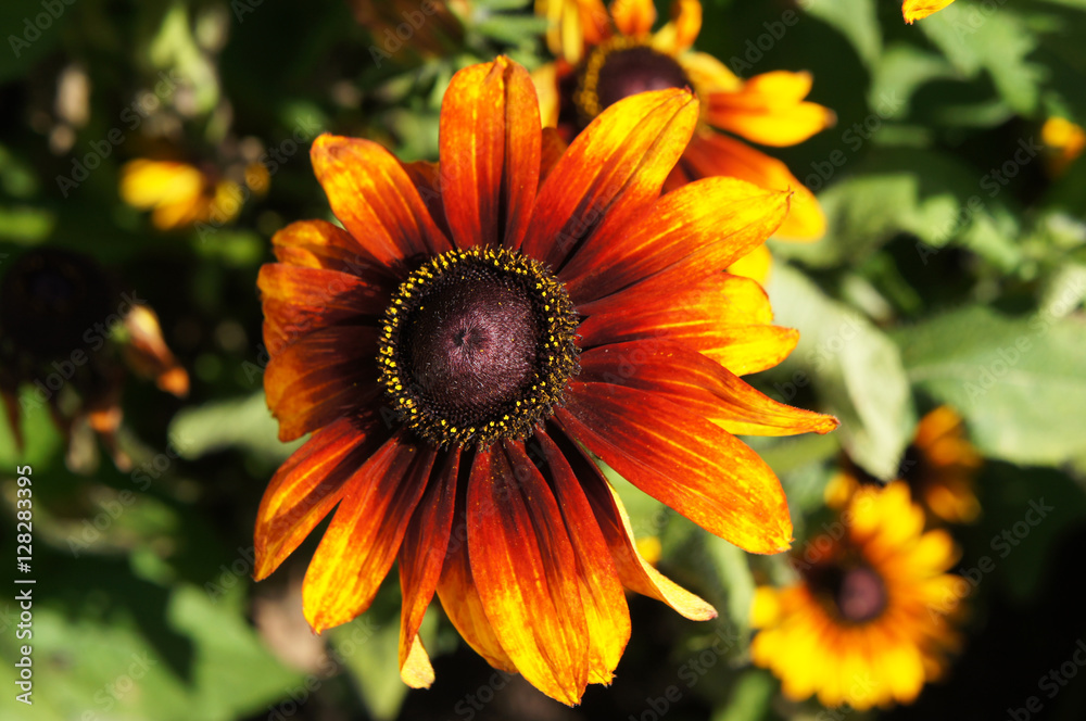 Yellow, brown and red rudbeckia or Black-eyed-Susan flower in garden Yellow, brown and red rudbeckia or Black-eyed-Susan flower in garden