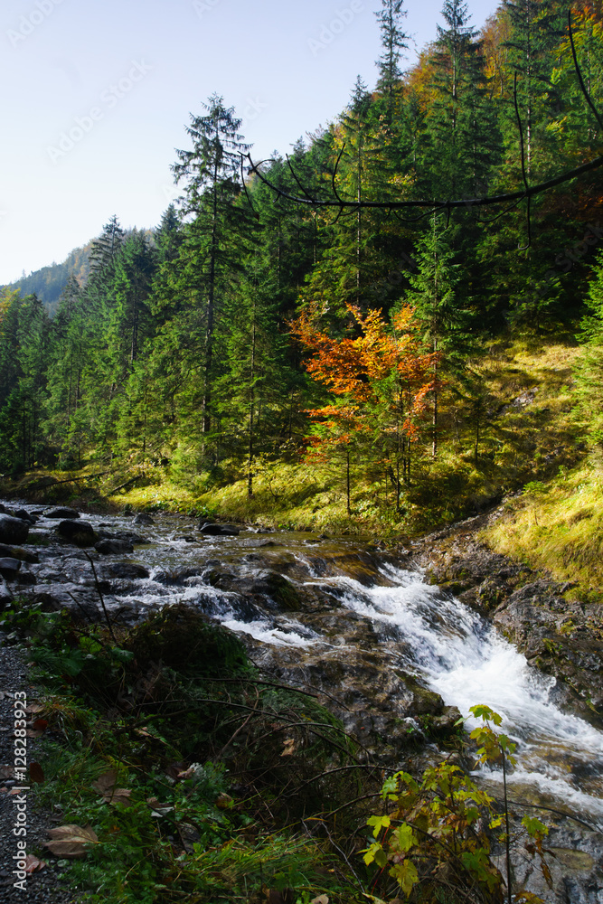 mountain rocky river in Tatra mountains, Poland -  colorful autumn season in pine forest in Tatra National Park 