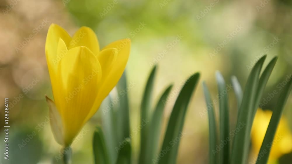 Shallow DOF Amaryllidaceae family lily-of-the-field plant 4K 2160p 30fps UltraHD footage - Yellow Sternbergia lutea autumn and winter daffodil crocus flower 3840X2160 UHD video Shallow DOF Amaryllidaceae family lily-of-the-field plant 4K 2160p 30fps UltraHD footage - Yellow Sternbergia lutea autumn and winter daffodil crocus flower 3840X2160 UHD video