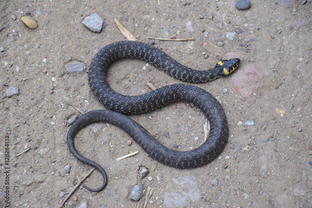 Grass snake, crawling along the ground. Non-poisonous snake. Frightened by the Grass snake Grass snake, crawling along the ground. Non-poisonous snake. Frightened by the Grass snake