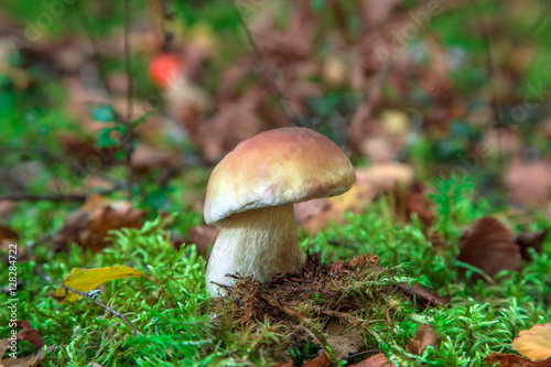One oak mushrooms in forest.
