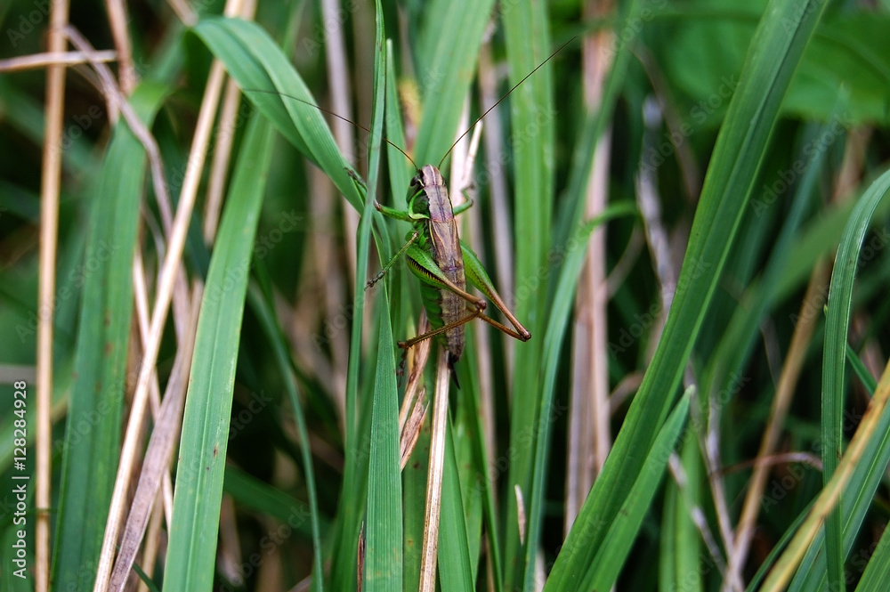 Big grasshopper in the grass Big grasshopper in the grass