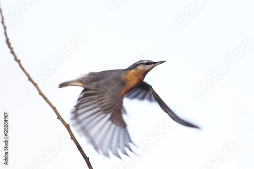 Nuthatch, which is flying on a white background © chermit