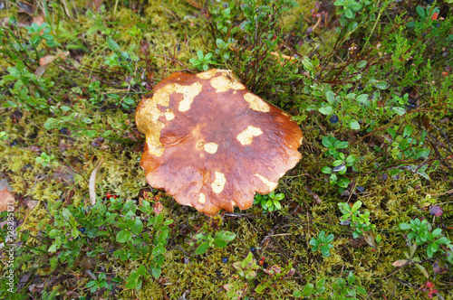 Brown porcini mushroom in forest on ground