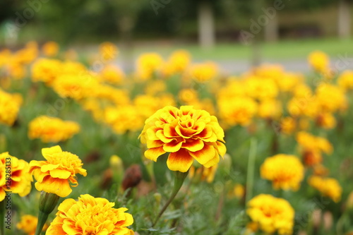 黄色い花 © applebeat
