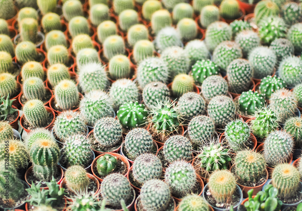 Selective focus of small cactus in a row, Used for plants image background