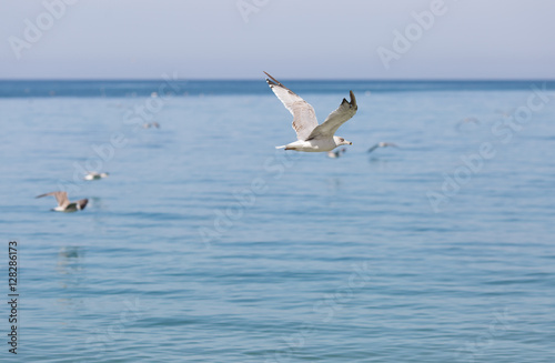 Young herring gull flying along the sea