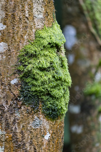 A face in the moss