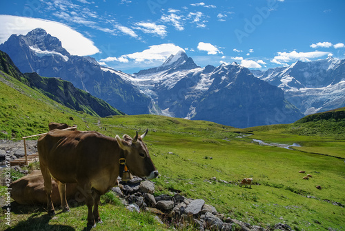 Cows in an Alpine meadow with mountains in snow in background. Jungfrau region  Switzerland