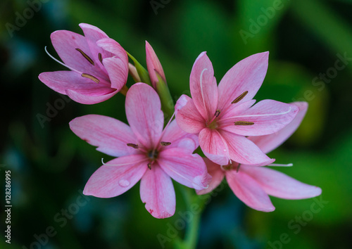 River Lily Bouquet
