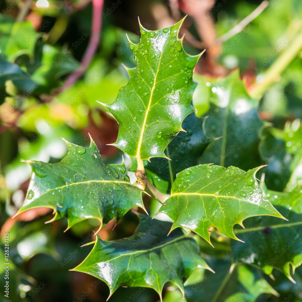 Damp Holly Damp Holly