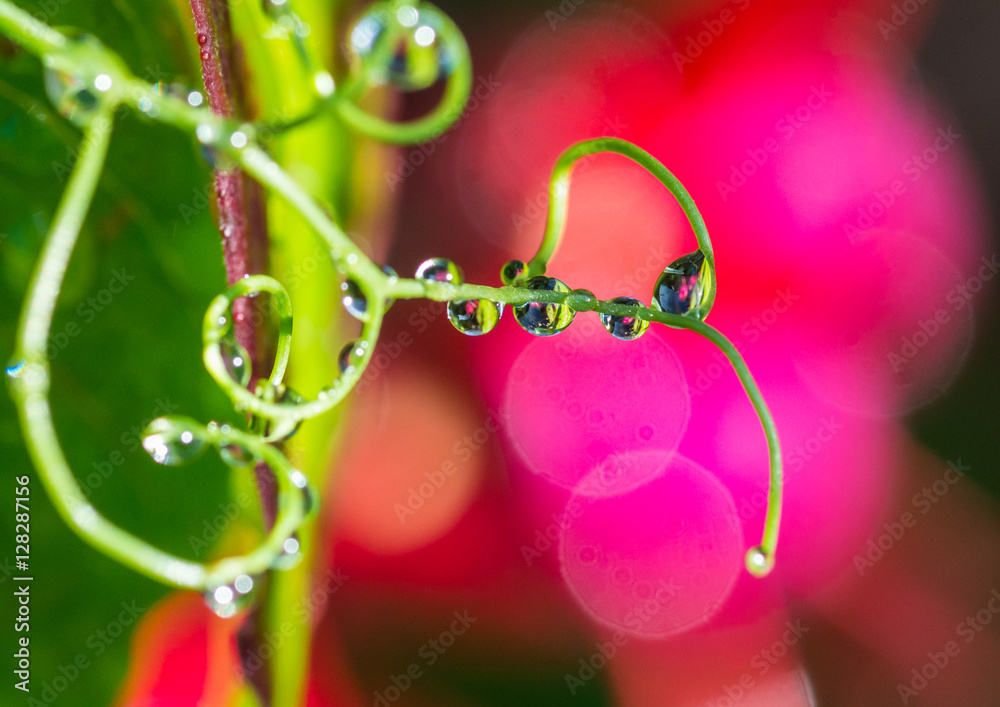 Fotografie Torrent On A Tendril