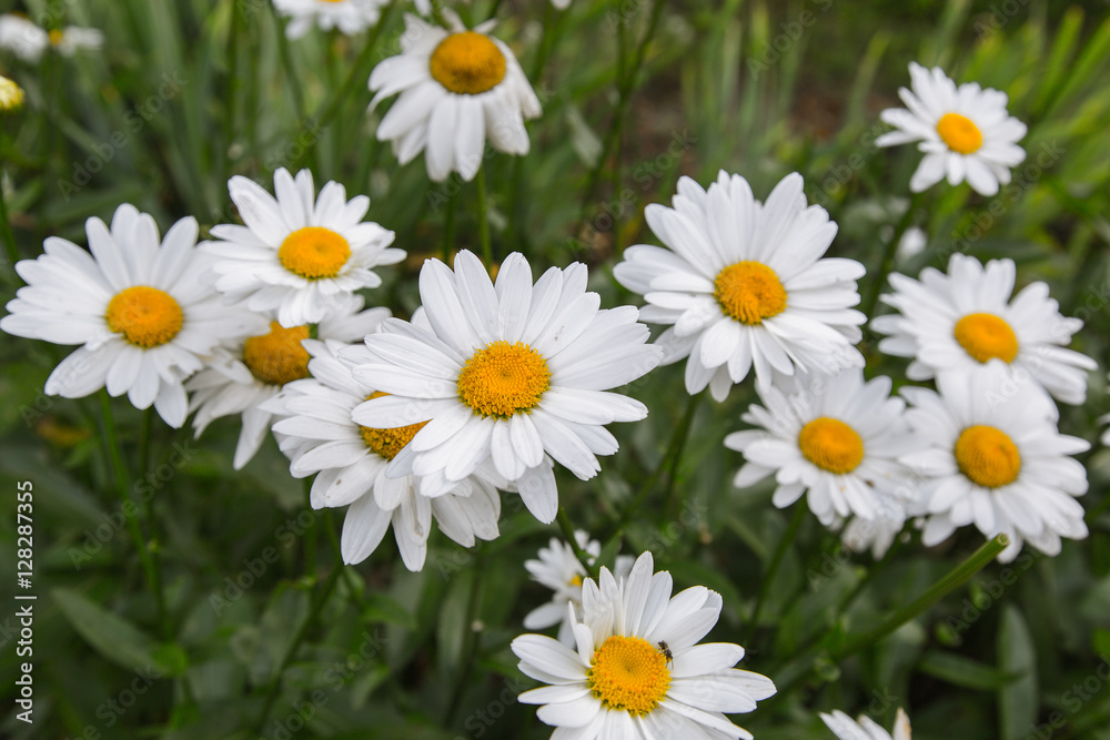 chamomile flower chamomile flower