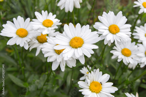 chamomile flower