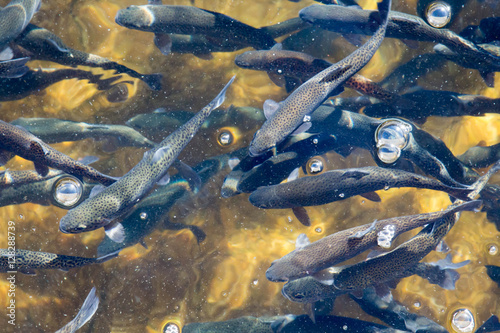 Quadro em tela Trout and bubbles at a fish farm
