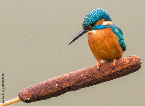Kingfisher