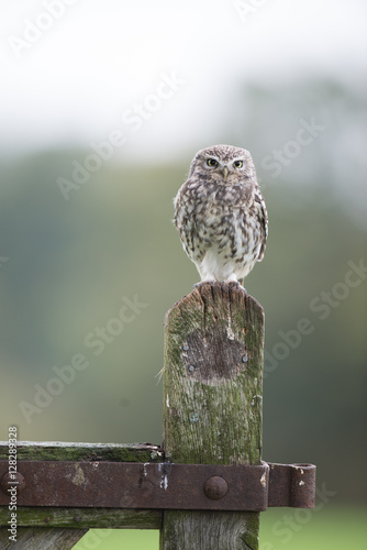 Little Owl