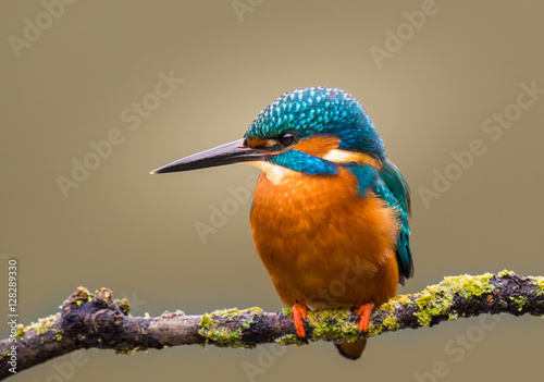 Kingfisher