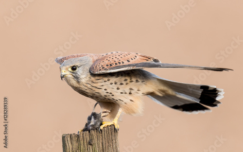 Kestrel Feeding