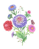 Bouquet of asters, watercolor painting.