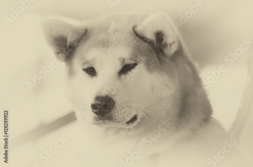 Husky 