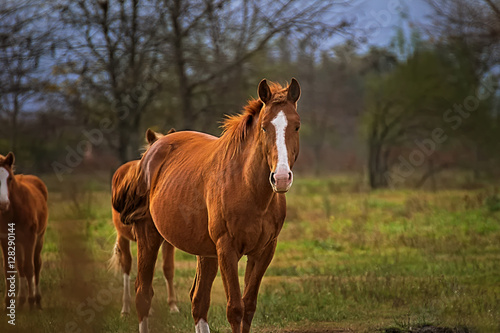 Horses free on a field in Argentina