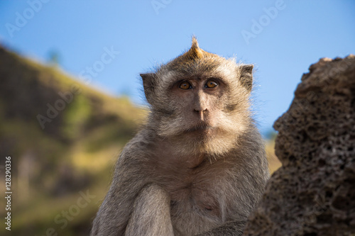 Two long-tailed macaques (Macaca fascicularis) on mountain Batur, Bali, Indonesia © umike_foto