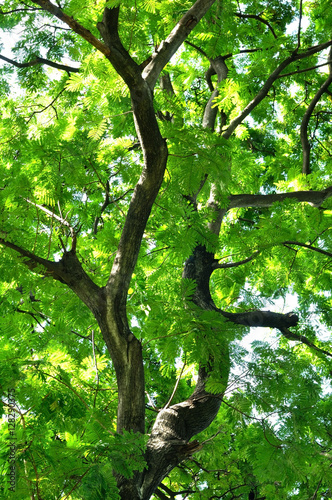 Branches and trunk lining with green leaf