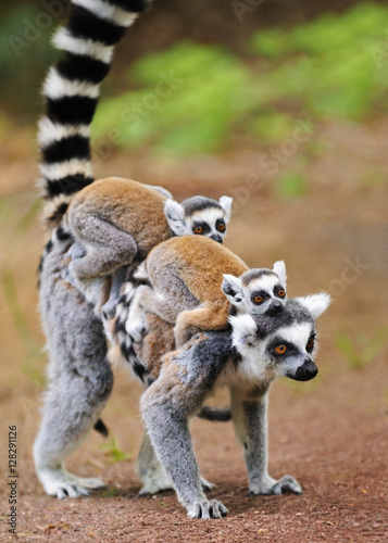 Portrait of adult lemur katta (Lemur catta) with two cubs photo
