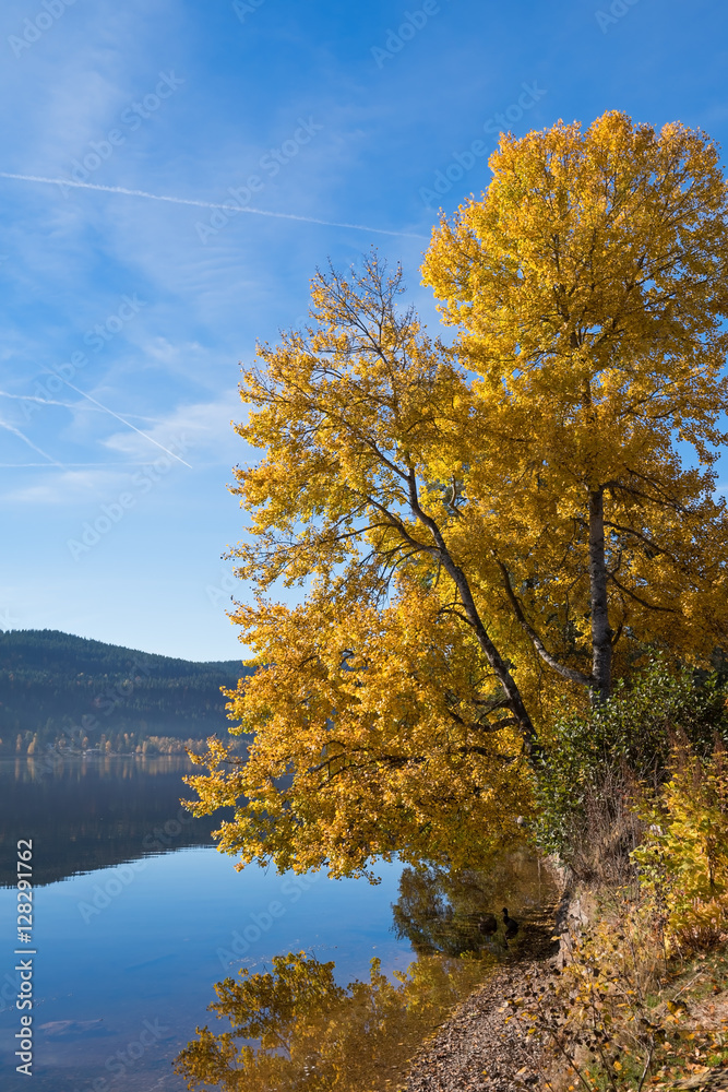 Yellow poplar on the shore of Titisee Lake in the sunny autumn day