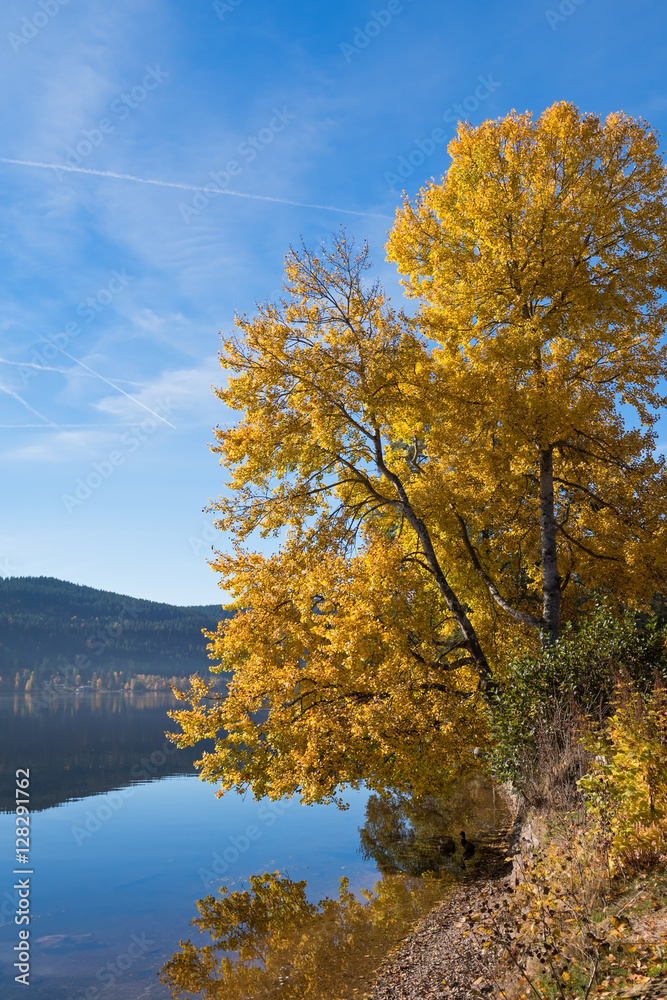Yellow poplar on the shore of Titisee Lake in the sunny autumn day Yellow poplar on the shore of Titisee Lake in the sunny autumn day