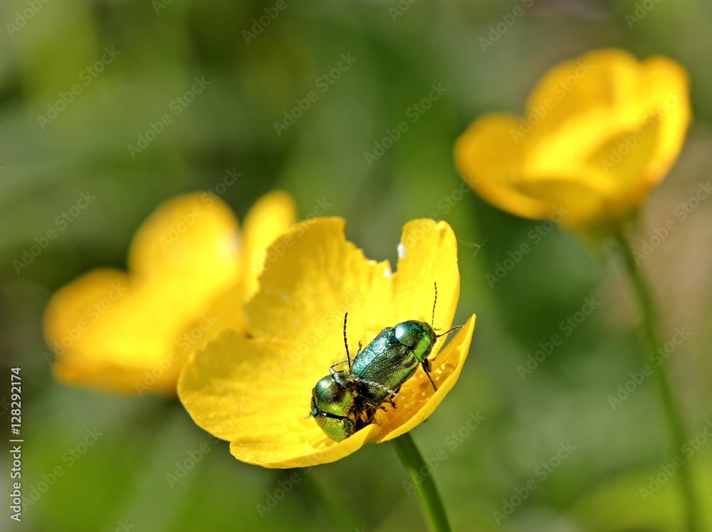 Seidige Fallkäfer (Cryptocephalus sericeus) bei der Paarung auf Hahnenfußblüte Seidige Fallkäfer (Cryptocephalus sericeus) bei der Paarung auf Hahnenfußblüte