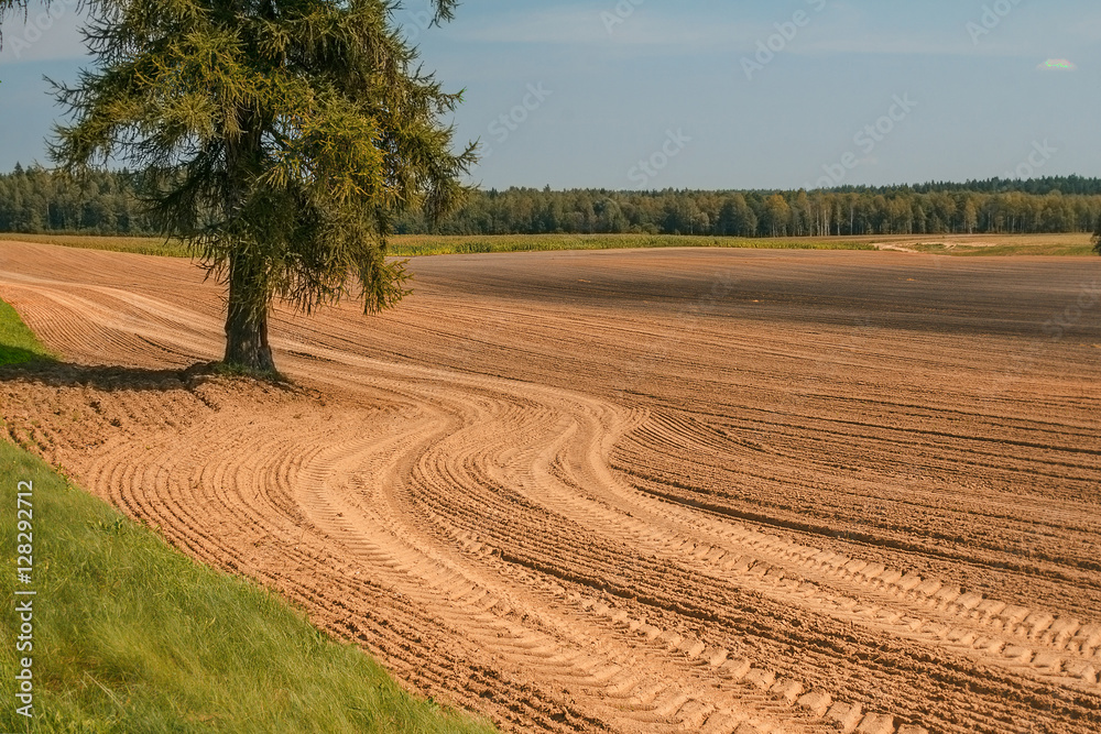 The plowed field. Furrow go to the horizon. The larch tree grows. The tire tracks out to the horizon. The forest on the horizon. The sowing of winter crops. Agricultural work. Sandy soil. Loam.