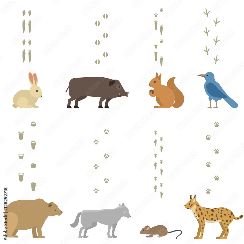 Obraz premium Animals steps vector set.