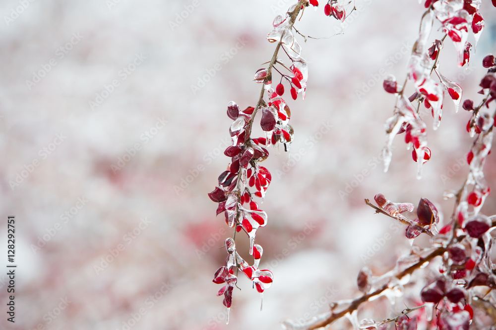 Icy branches with red berries of barberry after freezing rain Icy branches with red berries of barberry after freezing rain