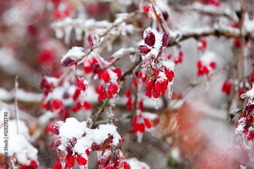 Icy branches with red berries of barberry after freezing rain