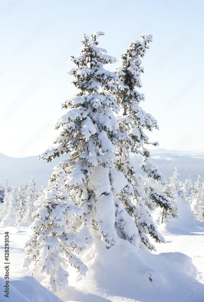 Obraz premium Snow-covered spruces. Winter forest. Ural landscape