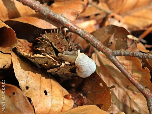 Schöne Landdeckelschnecke (Pomatias elegans)  photo