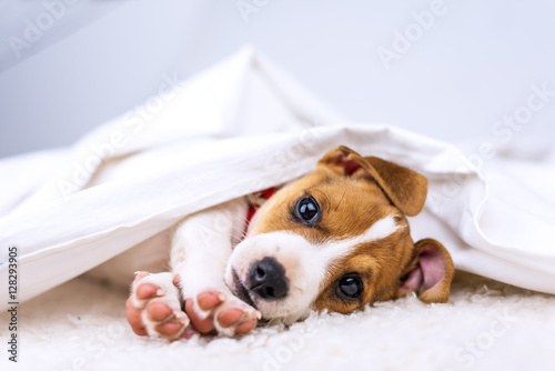 Fototapeta Naklejka Na Ścianę i Meble -  jack