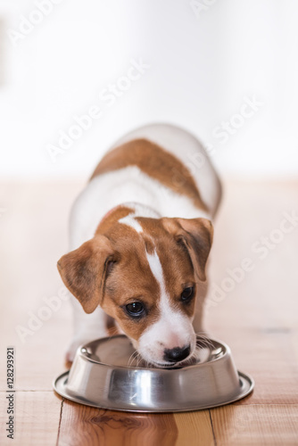 Fototapeta Naklejka Na Ścianę i Meble -  jack