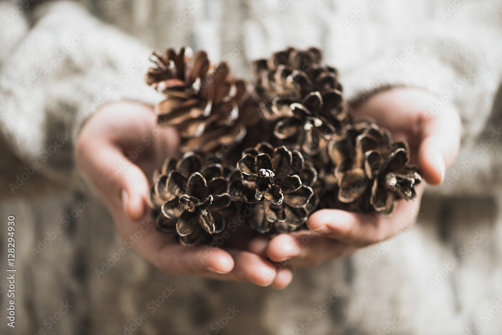 Hispter looking person wearing sweater holds pine cones Hispter looking person wearing sweater holds pine cones