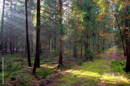 Leśna droga.