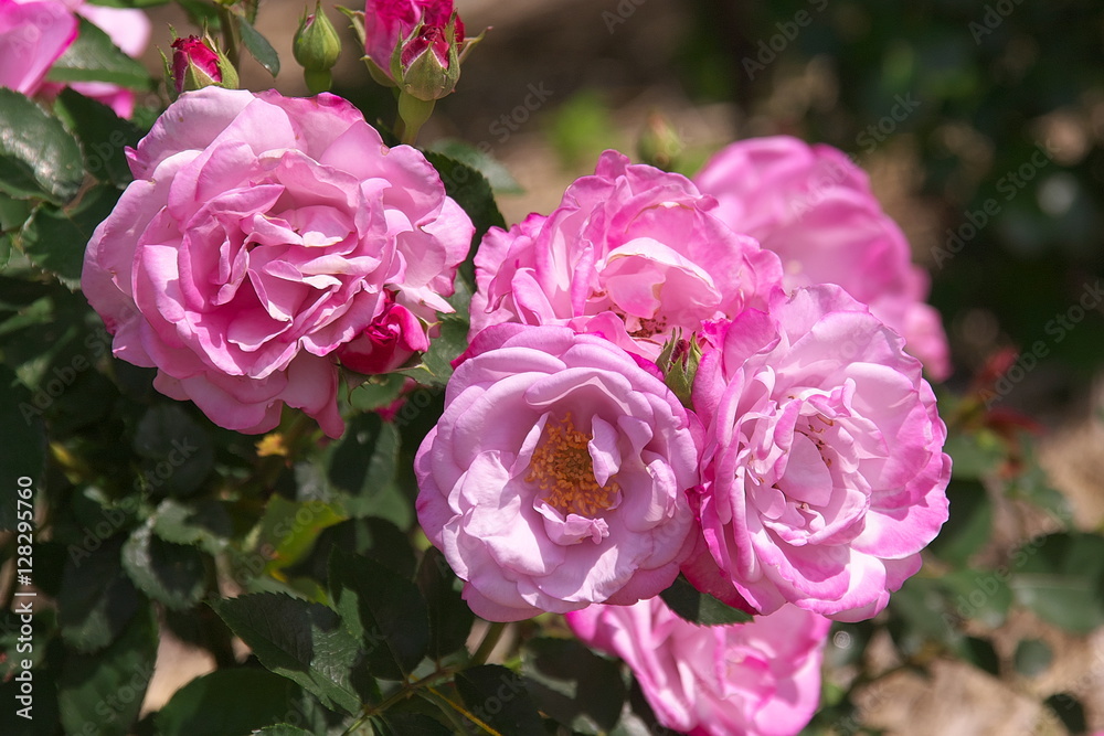 薔薇 薔薇