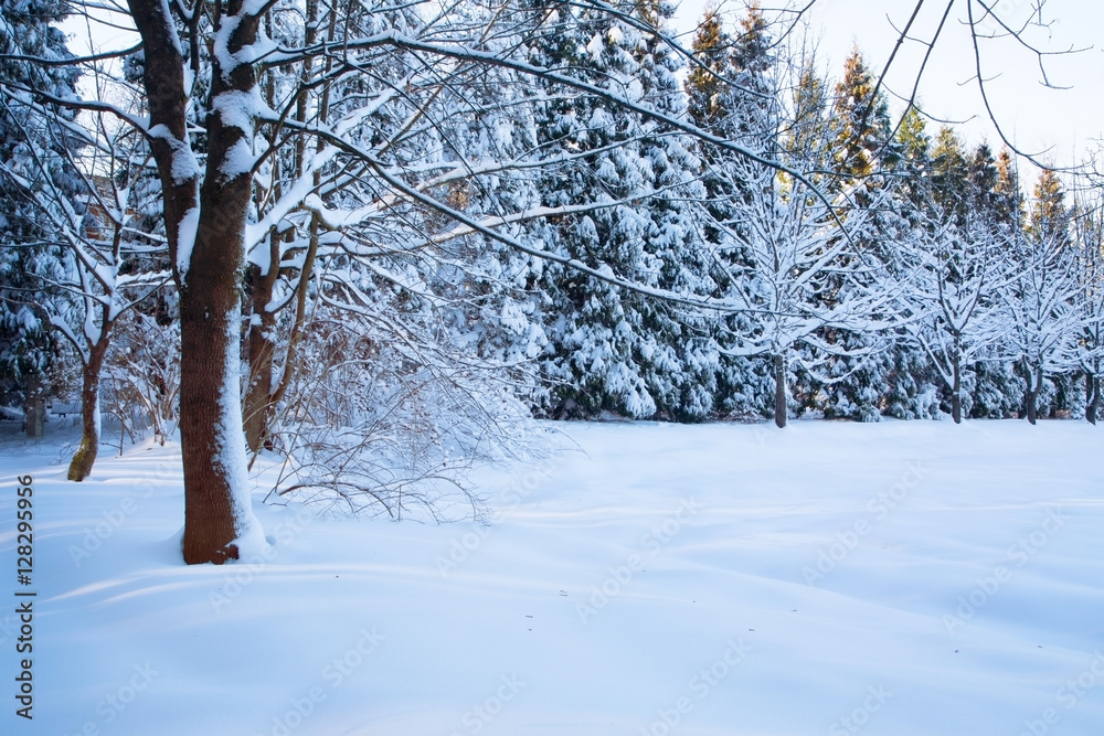 Fototapeta premium winter time