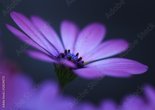 Lila Blume