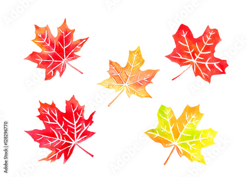Autumn colored canadian maple leaves